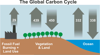 Carbon Cycle - emission &amp; absorption