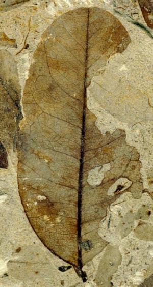 Fossil leaf